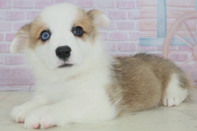 福岡県のウェルシュコーギーペンブローク (Coo&RIKUフォレストシティ春日店/2025年9月28日生まれ/女の子/レッドホワイト)の子犬の3枚目の画像