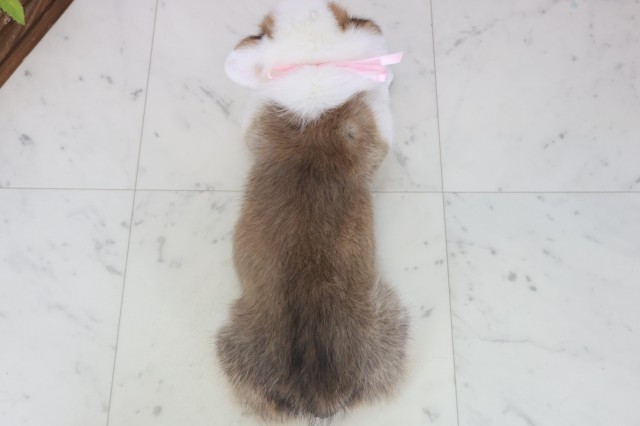 福岡県のウェルシュコーギーペンブローク (Coo&RIKUフォレストシティ春日店/2025年9月28日生まれ/女の子/レッドホワイト)の子犬の4枚目の画像