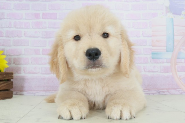 福岡県のゴールデンレトリバー (Coo&RIKU福岡東店/2025年9月28日生まれ/男の子/ゴールド)の子犬