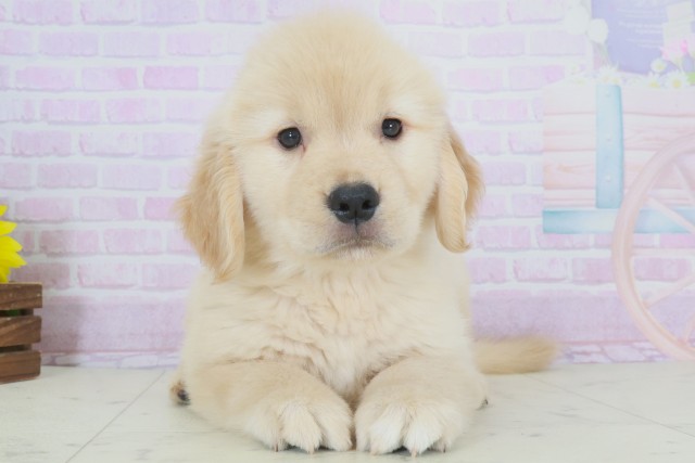 福岡県のゴールデンレトリバー (Coo&RIKU福岡西店/2025年9月28日生まれ/女の子/ゴールド)の子犬
