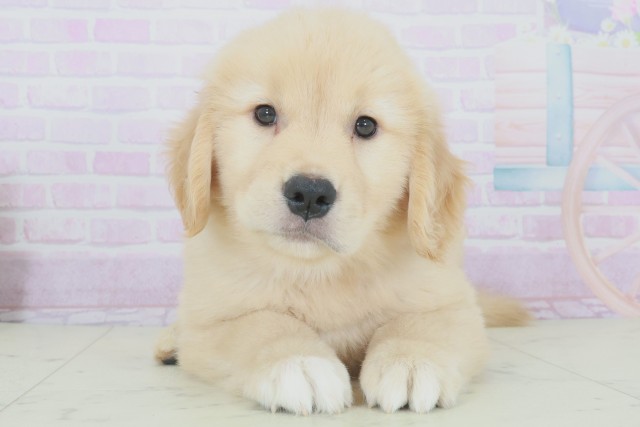 福岡県のゴールデンレトリバー (Coo&RIKU行橋店/2025年9月28日生まれ/女の子/ゴールド)の子犬