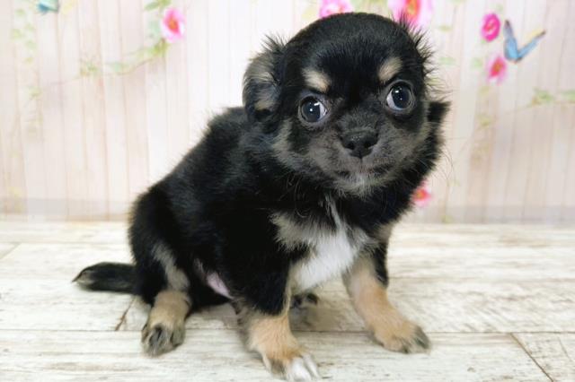 北海道のチワワ(ロング) (Coo&RIKU札幌西店/2025年9月23日生まれ/男の子/ブラックタン)の子犬の2枚目の画像