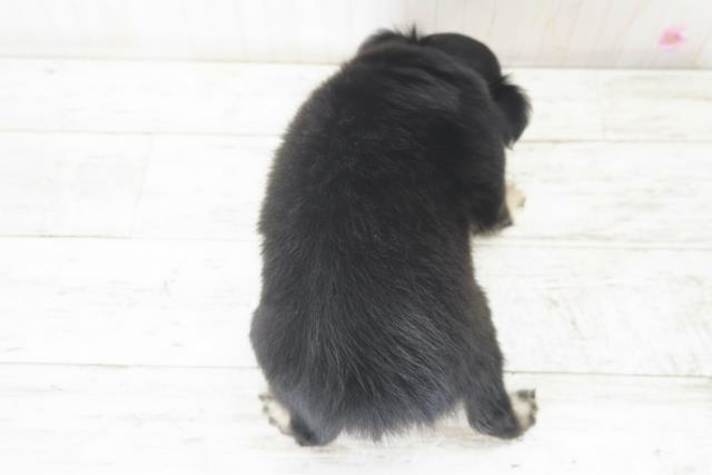 北海道のチワワ(ロング) (Coo&RIKU札幌西店/2025年9月23日生まれ/男の子/ブラックタン)の子犬の4枚目の画像