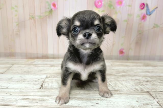 北海道のチワワ(ロング) (Coo&RIKU函館店/2025年9月23日生まれ/男の子/ブルーホワイト)の子犬の1枚目の画像