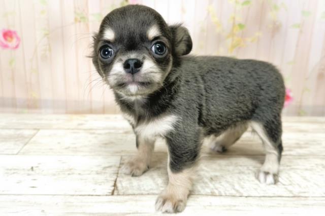 北海道のチワワ(ロング) (Coo&RIKU函館店/2025年9月23日生まれ/男の子/ブルーホワイト)の子犬の2枚目の画像