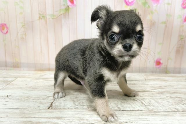 北海道のチワワ(ロング) (Coo&RIKU函館店/2025年9月23日生まれ/男の子/ブルーホワイト)の子犬の3枚目の画像