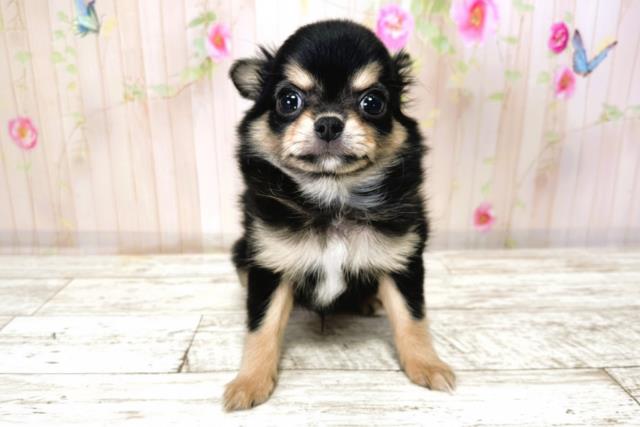 北海道のチワワ(ロング) (Coo&RIKU北見店/2025年9月23日生まれ/男の子/ブラックタン)の子犬の1枚目の画像