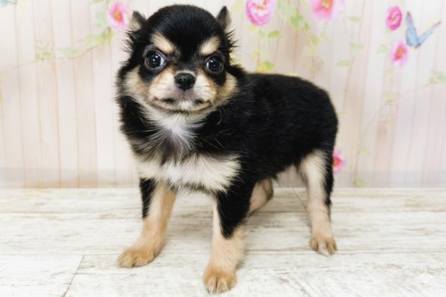 北海道のチワワ(ロング) (Coo&RIKU北見店/2025年9月23日生まれ/男の子/ブラックタン)の子犬の2枚目の画像