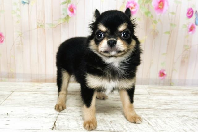 北海道のチワワ(ロング) (Coo&RIKU北見店/2025年9月23日生まれ/男の子/ブラックタン)の子犬の3枚目の画像