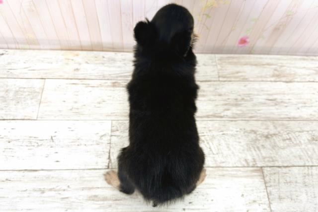 北海道のチワワ(ロング) (Coo&RIKU北見店/2025年9月23日生まれ/男の子/ブラックタン)の子犬の4枚目の画像