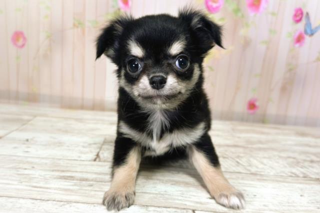 北海道のチワワ(ロング) (Coo&RIKU札幌東店/2025年9月23日生まれ/女の子/ブラックタン)の子犬の1枚目の画像