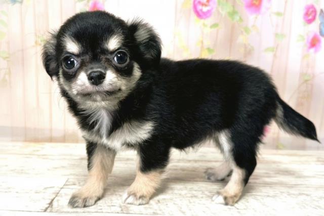 北海道のチワワ(ロング) (Coo&RIKU札幌東店/2025年9月23日生まれ/女の子/ブラックタン)の子犬の2枚目の画像