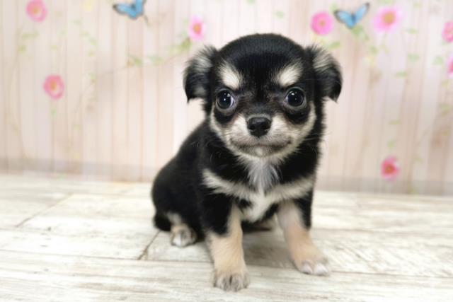 北海道のチワワ(ロング) (Coo&RIKU札幌東店/2025年9月23日生まれ/女の子/ブラックタン)の子犬の3枚目の画像