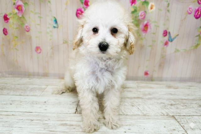 北海道のトイプードル(トイ) (Coo&RIKU函館店/2025年9月26日生まれ/男の子/クリーム)の子犬の1枚目の画像