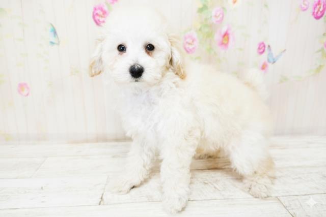 北海道のトイプードル(トイ) (Coo&RIKU函館店/2025年9月26日生まれ/男の子/クリーム)の子犬の2枚目の画像