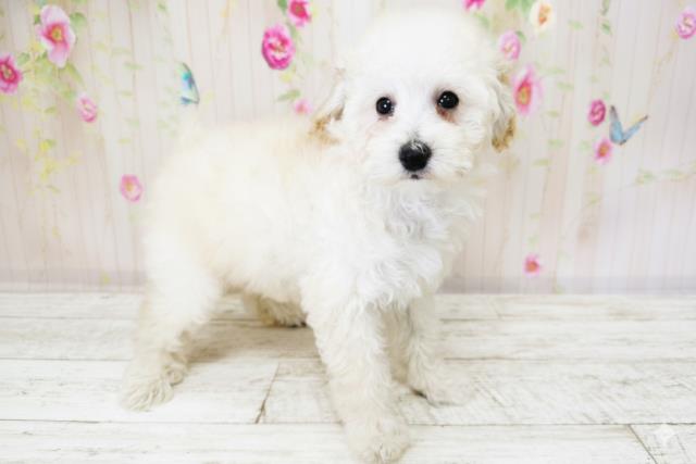 北海道のトイプードル(トイ) (Coo&RIKU函館店/2025年9月26日生まれ/男の子/クリーム)の子犬の3枚目の画像