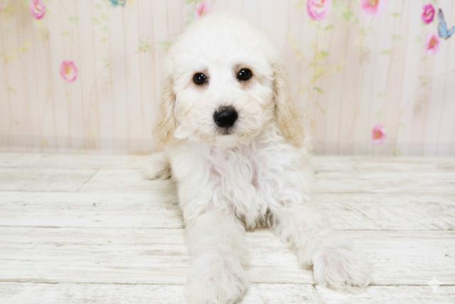 北海道のトイプードル(トイ) (Coo&RIKU札幌西店/2025年9月26日生まれ/女の子/クリーム)の子犬の1枚目の画像