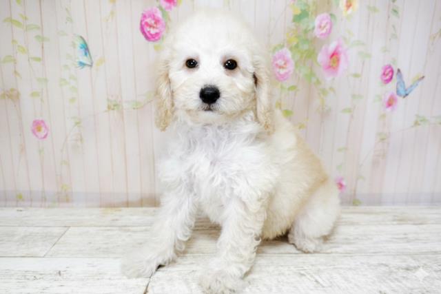 北海道のトイプードル(トイ) (Coo&RIKU札幌西店/2025年9月26日生まれ/女の子/クリーム)の子犬の2枚目の画像