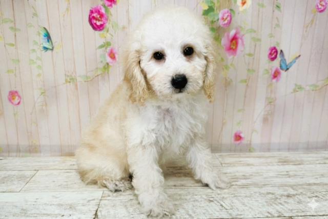 北海道のトイプードル(トイ) (Coo&RIKU札幌西店/2025年9月26日生まれ/女の子/クリーム)の子犬の3枚目の画像