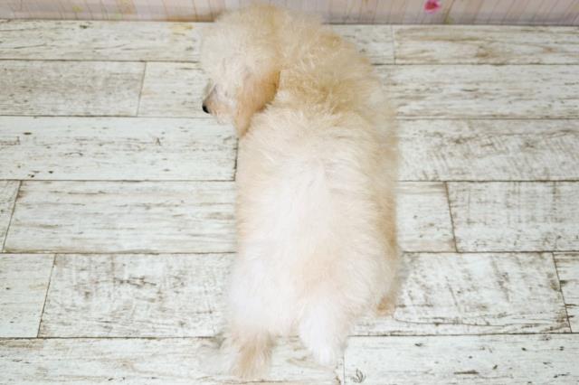 北海道のトイプードル(トイ) (Coo&RIKU札幌西店/2025年9月26日生まれ/女の子/クリーム)の子犬の4枚目の画像