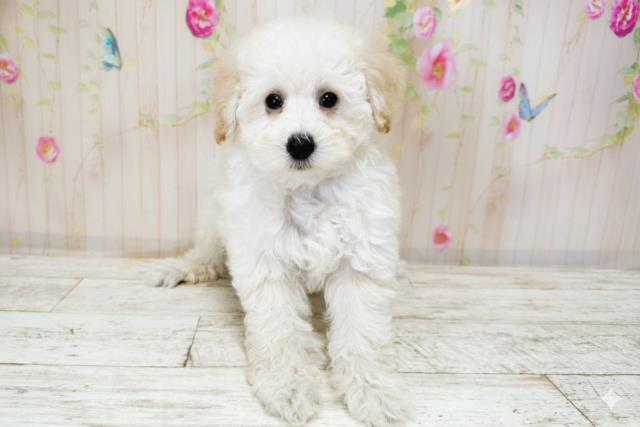 北海道のトイプードル(トイ) (Coo&RIKU北見店/2025年9月26日生まれ/女の子/クリーム)の子犬の1枚目の画像