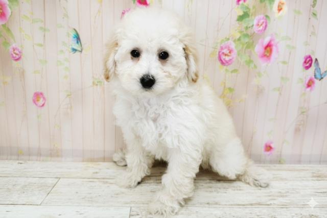 北海道のトイプードル(トイ) (Coo&RIKU北見店/2025年9月26日生まれ/女の子/クリーム)の子犬の2枚目の画像