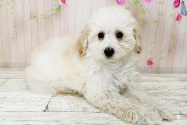 北海道のトイプードル(トイ) (Coo&RIKU北見店/2025年9月26日生まれ/女の子/クリーム)の子犬の3枚目の画像