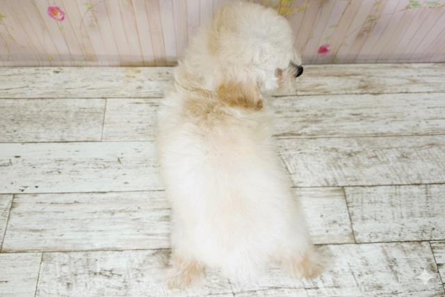 北海道のトイプードル(トイ) (Coo&RIKU北見店/2025年9月26日生まれ/女の子/クリーム)の子犬の4枚目の画像