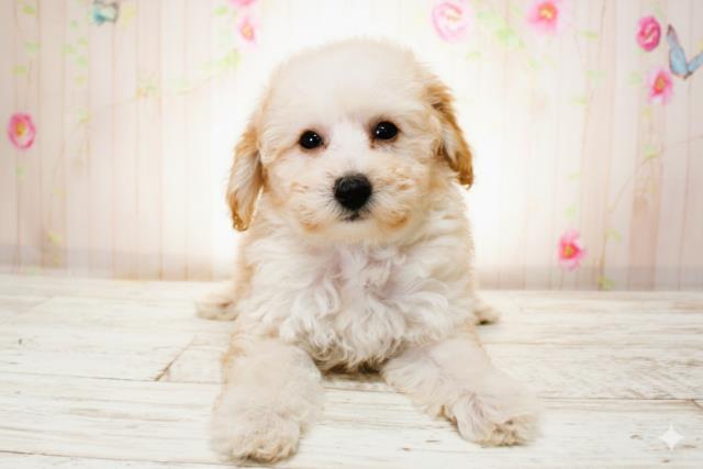 北海道のトイプードル(トイ) (Coo&RIKU帯広店/2025年9月26日生まれ/女の子/アプリコット)の子犬の1枚目の画像