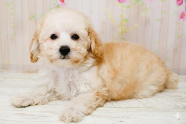 北海道のトイプードル(トイ) (Coo&RIKU帯広店/2025年9月26日生まれ/女の子/アプリコット)の子犬の2枚目の画像