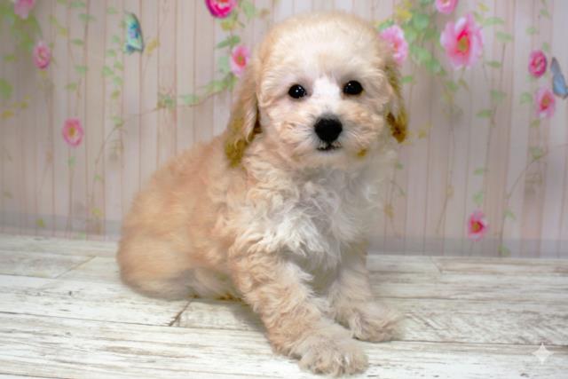 北海道のトイプードル(トイ) (Coo&RIKU帯広店/2025年9月26日生まれ/女の子/アプリコット)の子犬の3枚目の画像