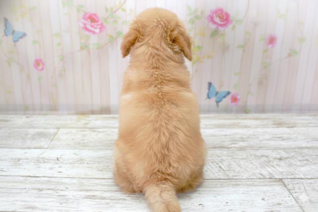 北海道のトイプードル(トイ) (Coo&RIKU帯広店/2025年9月26日生まれ/女の子/アプリコット)の子犬の4枚目の画像