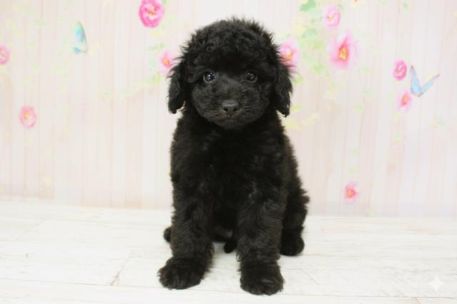 北海道のトイプードル(トイ) (Coo&RIKU札幌東店/2025年9月28日生まれ/男の子/ブラック)の子犬の1枚目の画像