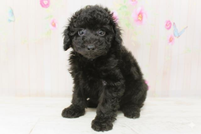 北海道のトイプードル(トイ) (Coo&RIKU札幌東店/2025年9月28日生まれ/男の子/ブラック)の子犬の2枚目の画像