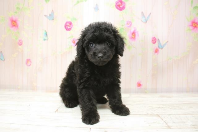 北海道のトイプードル(トイ) (Coo&RIKU札幌東店/2025年9月28日生まれ/男の子/ブラック)の子犬の3枚目の画像