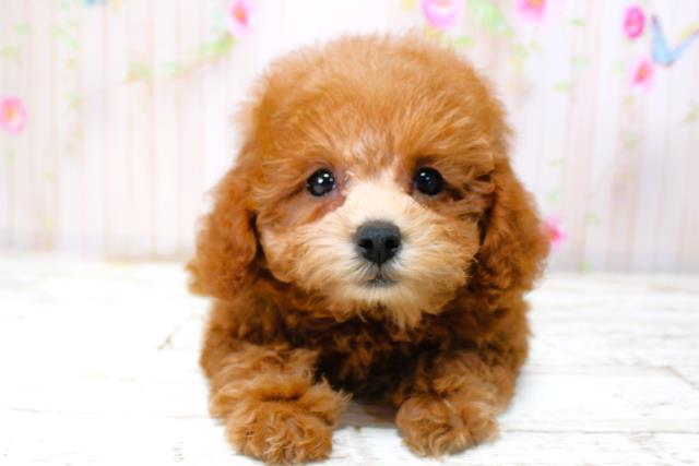 北海道のトイプードル(トイ) (Coo&RIKU函館店/2025年9月28日生まれ/女の子/レッド)の子犬の1枚目の画像