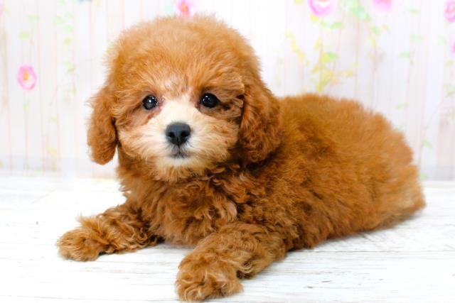 北海道のトイプードル(トイ) (Coo&RIKU函館店/2025年9月28日生まれ/女の子/レッド)の子犬の2枚目の画像