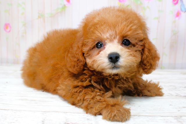 北海道のトイプードル(トイ) (Coo&RIKU函館店/2025年9月28日生まれ/女の子/レッド)の子犬の3枚目の画像