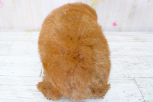 北海道のトイプードル(トイ) (Coo&RIKU函館店/2025年9月28日生まれ/女の子/レッド)の子犬の4枚目の画像