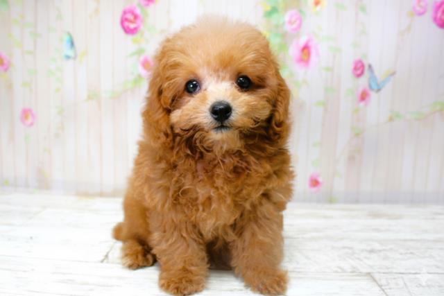 北海道のトイプードル(トイ) (Coo&RIKU苫小牧店/2025年9月28日生まれ/女の子/レッド)の子犬の1枚目の画像