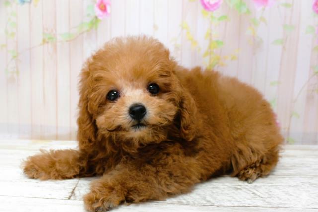 北海道のトイプードル(トイ) (Coo&RIKU苫小牧店/2025年9月28日生まれ/女の子/レッド)の子犬の2枚目の画像