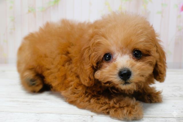 北海道のトイプードル(トイ) (Coo&RIKU苫小牧店/2025年9月28日生まれ/女の子/レッド)の子犬の3枚目の画像