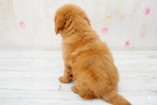 北海道のトイプードル(トイ) (Coo&RIKU苫小牧店/2025年9月28日生まれ/女の子/レッド)の子犬の4枚目の画像