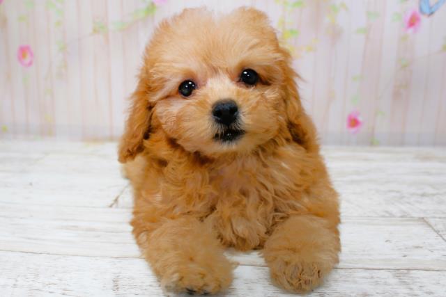 北海道のトイプードル(トイ) (Coo&RIKU北見店/2025年9月28日生まれ/女の子/レッド)の子犬の1枚目の画像