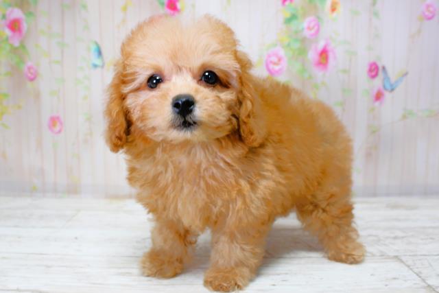 北海道のトイプードル(トイ) (Coo&RIKU北見店/2025年9月28日生まれ/女の子/レッド)の子犬の2枚目の画像