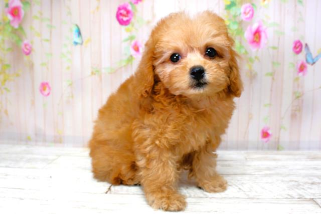 北海道のトイプードル(トイ) (Coo&RIKU北見店/2025年9月28日生まれ/女の子/レッド)の子犬の3枚目の画像