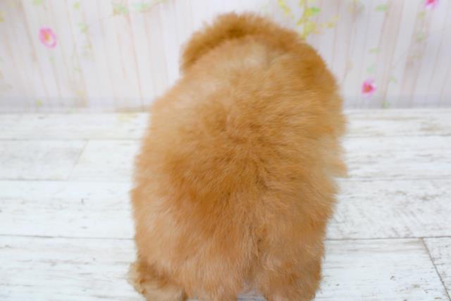 北海道のトイプードル(トイ) (Coo&RIKU北見店/2025年9月28日生まれ/女の子/レッド)の子犬の4枚目の画像