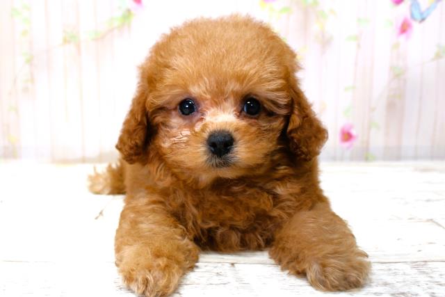 北海道のトイプードル(トイ) (Coo&RIKU札幌東店/2025年9月28日生まれ/女の子/レッド)の子犬の1枚目の画像