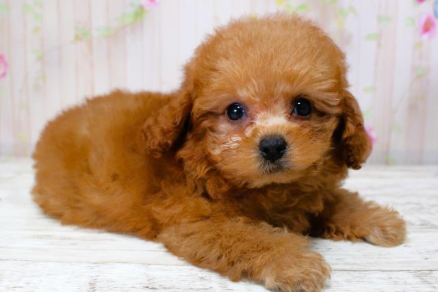 北海道のトイプードル(トイ) (Coo&RIKU札幌東店/2025年9月28日生まれ/女の子/レッド)の子犬の3枚目の画像