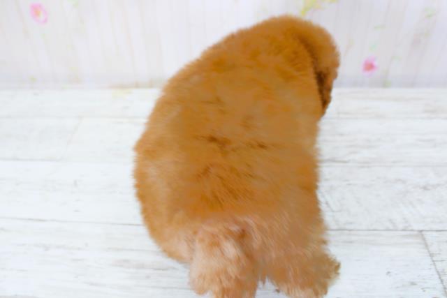 北海道のトイプードル(トイ) (Coo&RIKU札幌東店/2025年9月28日生まれ/女の子/レッド)の子犬の4枚目の画像